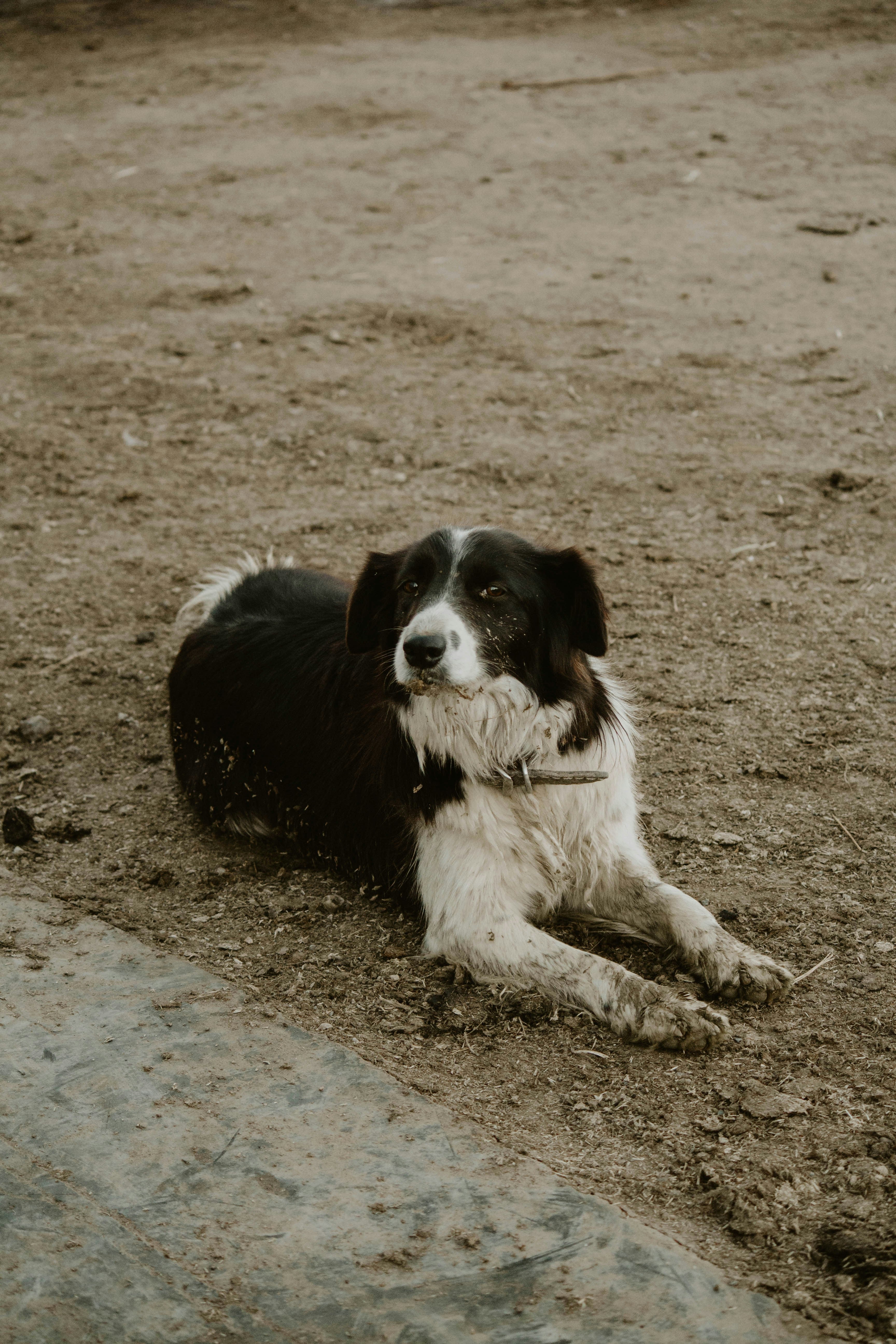 5 Reasons Why Your Dog's Paws Are Dirty After Every Walk (And How to Clean Them in Seconds)