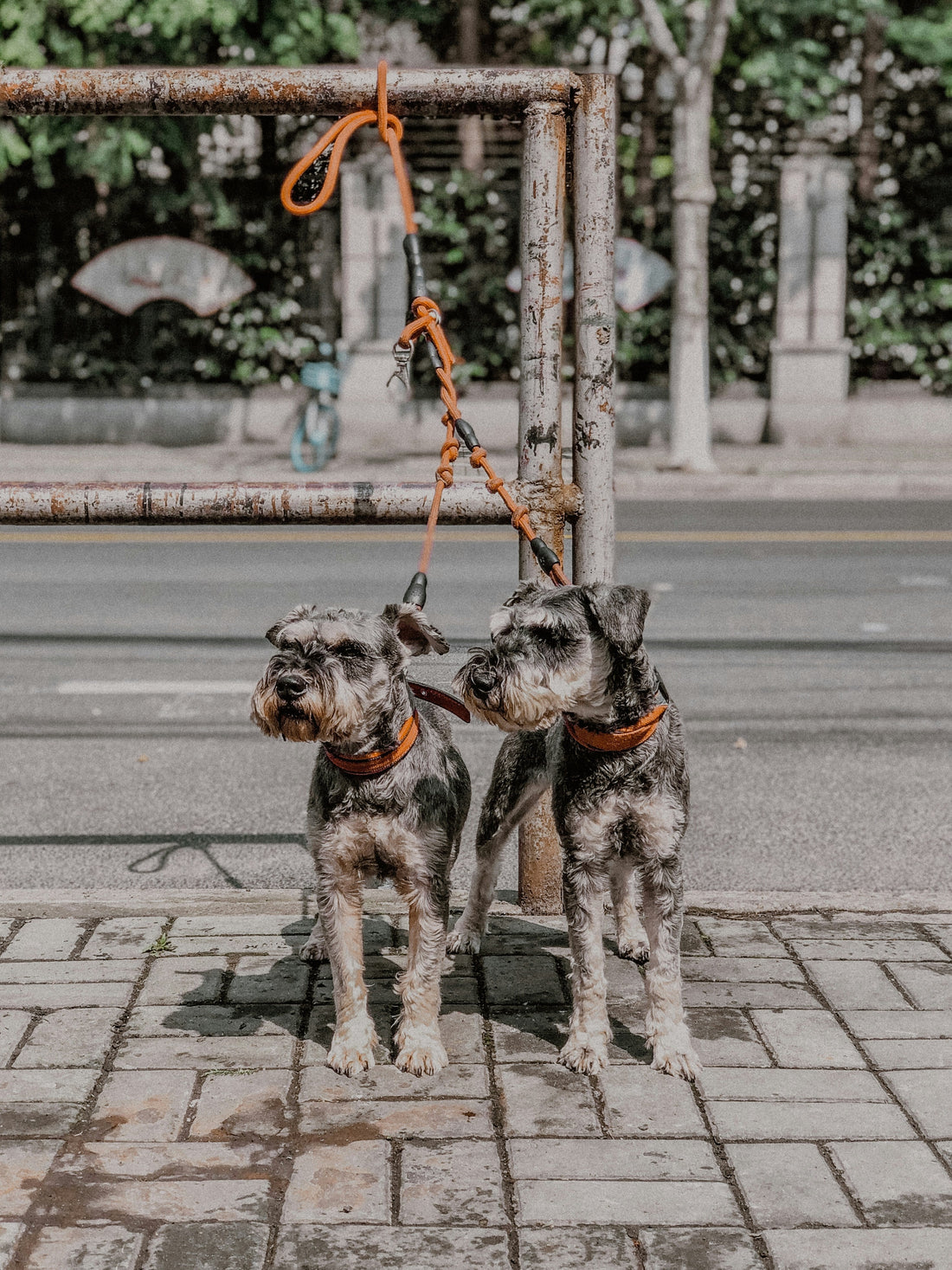 How to Walk Two Dogs at Once Without Losing Your Mind