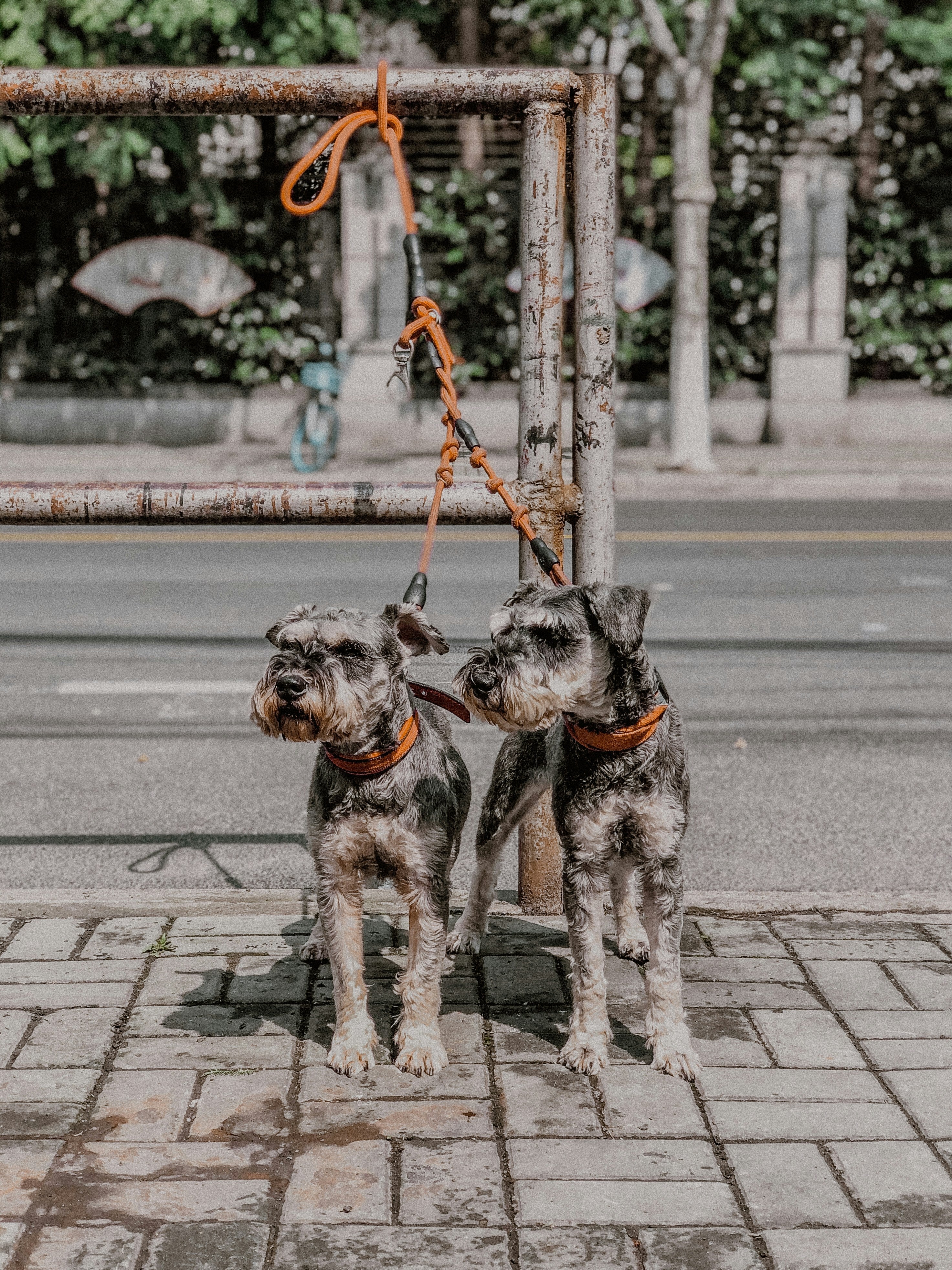 How to Walk Two Dogs at Once Without Losing Your Mind